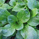 Dutch Corn Salad, Lamb's Lettuce, Mache, NON-GMO, Variety Sizes, FREE SHIPPING