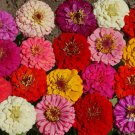 Pumila Mix Zinnia Seeds, Cut and Come Again, Variety Size Packets, FREE SHIPPING