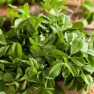 Fenugreek Herb, Curry Powder, NON-GMO, Heirloom, Variety Sizes, FREE SHIPPING