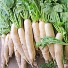 Daikon Radish Seeds, 1 LB, Deer Food Plot, Extremely Large Radish, FREE SHIPPING