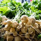 White Albino Beet Seeds, Holland Heirloom, NON-GMO, Variety Sizes, FREE SHIPPING