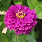 Purple Prince Zinnia Seeds, NON-GMO, Variety Packet Sizes, FREE SHIPPING