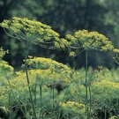 Mammoth Long Island Dill Seeds, Heirloom, NON-GMO, Leafy Foliage, FREE SHIPPING