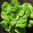 Bibb Lettuce Seeds, Butterhead, Limestone Lettuce, NON-GMO, FREE SHIP