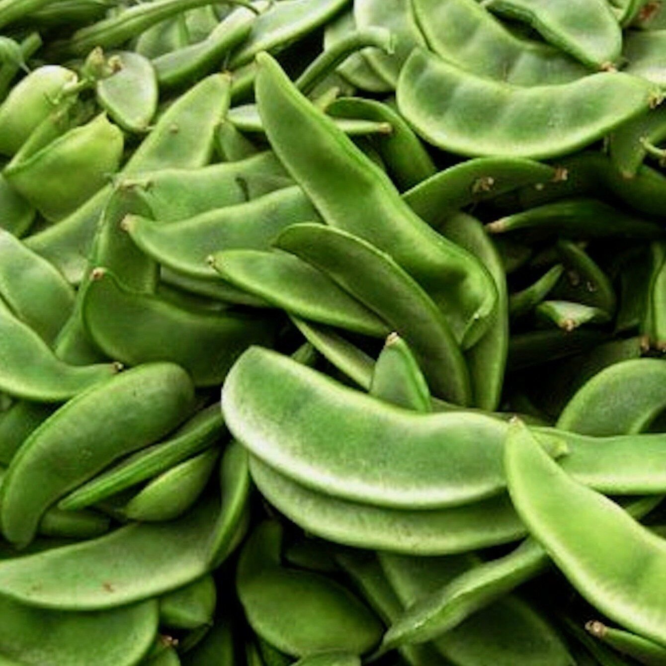 Burpee Improved Lima Bean Seeds, Butter Beans, NON-GMO, Heirloom,  FREE SHIPPING