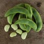 Burpee Improved Lima Bean Seeds, Butter Beans, NON-GMO, Heirloom, FREE SHIPPING