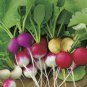 Easter Egg Radish Seeds, NON-GMO, Fast Harvest, Variety Sizes, FREE SHIPPING