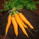 Imperator 58 Carrot Seeds, Danver, NON-GMO, Heirloom, Variety Sizes, FREE SHIP