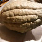 Amish Pie Winter Squash Seeds, NON-GMO, Tennessee Sweet Potato, FREE SHIPPING