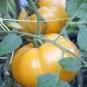 Yellow Brandywine Tomato Seeds, Indeterminate, Potato Leaf, NON-GMO, FREE SHIP