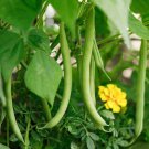 Slenderette Bush Green Bean Seeds, Stringless, NON-GMO, FREE SHIPPING