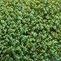 Curled Cress, Peppergrass, NON-GMO, Variety Sizes Sold, FREE SHIPPING