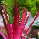 Magenta Swiss Chard Seeds, NON-GMO, Colorful Salad, FREE SHIPPING