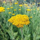 Gold Yarrow Seeds, Butterlies and Hummingbirds, Easy Grow Perennial, FREE SHIP