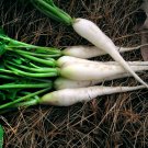 White Icicle Radish Seeds, Mini Daikon, NON-GMO, Variety Sizes Sold, FREE SHIP