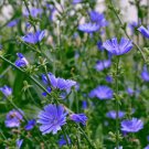 Chicory Seeds, 1/4 LB, Italian Dandelion, NON-GMO, Deer Plot, Coffee Weed