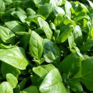 New Zealand Spinach Seeds, Bulk, NON-GMO, Heirloom, Variety Sizes, FREE SHIPPING