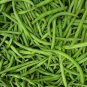 Burpee Stringless Green Bean Seeds, 1/4 LB, NON-GMO, FREE SHIPPING