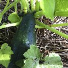 Black Beauty Zucchini Seeds, 1 LB, Summer Squash, NON-GMO, FREE SHIPPING