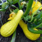 Yellow Crookneck Squash Seeds, 1/4 LB, NON-GMO, Heirloom, FREE SHIPPING