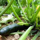 Black Beauty Zucchini Seeds, 1/4 LB, Summer Squash, NON-GMO, FREE SHIPPING