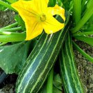 Cocozelle Zucchini Summer Squash Seeds, 1 LB, NON-GMO, Cocozella di Napoli