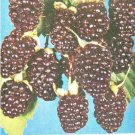 Lucretia Dewberry 1 Gallon Live Plant Nutritious Health Plants Sweet Dewberries Lucretia Dewberry 1 Gallon Live Plant Nutritious Health Plants Sweet Dewberries
