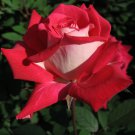 LOVE Grandiflora Rose 2 Gal Live Bush Plants Plant Ruby Red White Fragrant Roses LOVE Grandiflora Rose 2 Gal Live Bush Plants Plant Ruby Red White Fragrant Roses
