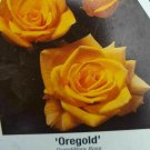 Oregold Grandiflora Rose Yellow 2 Gal. Bush Plant Plants Fine Roses Landscape Oregold Grandiflora Rose Yellow 2 Gal. Bush Plant Plants Fine Roses Landscape