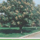 Chinese Chestnut Tree Live Home Landscape Plants Nut Hard Wood Shade Trees Nuts