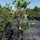 KATY APRICOT 4-6 FT TREE Healthy Fruit Trees Plant Sweet Juicy Apricots NOW! KATY APRICOT 4-6 FT TREE Healthy Fruit Trees Plant Sweet Juicy Apricots NOW!