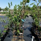 GOLD KIST APRICOT 4-6 FT TREE Healthy Fruit Trees Plant Sweet Juicy Apricots NOW GOLD KIST APRICOT 4-6 FT TREE Healthy Fruit Trees Plant Sweet Juicy Apricots NOW