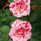 SCENTIMENTAL Floribunda Large Double Blooms Rose 1 Gal Bush Plants Plant Roses SCENTIMENTAL Floribunda Large Double Blooms Rose 1 Gal Bush Plants Plant Roses