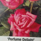 Perfume Delight Hybrid Tea Rose Pink 1 Gal. Bush Plant live Plants Fine Roses Perfume Delight Hybrid Tea Rose Pink 1 Gal. Bush Plant live Plants Fine Roses