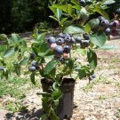 TIF BLUE Blueberry Live Healthy Plant Blueberries Natural Vitamins Amino Acids TIF BLUE Blueberry Live Healthy Plant Blueberries Natural Vitamins Amino Acids