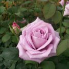 Blue Girl Rose Mauve Lavender 2 Gal Live Bush Plants Hybrid Tea Plant Fine Roses Blue Girl Rose Mauve Lavender 2 Gal Live Bush Plants Hybrid Tea Plant Fine Roses