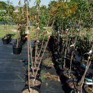 FANTASIA NECTARINE 4-6 Ft Tree Fruit Trees Plants Plant Tasty Nectarines NOW! FANTASIA NECTARINE 4-6 Ft Tree Fruit Trees Plants Plant Tasty Nectarines NOW!