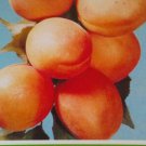 TILTON APRICOT 4-6 FT TREE Plants Fruit Trees Plant Juicy Sweet Apricot NOW TILTON APRICOT 4-6 FT TREE Plants Fruit Trees Plant Juicy Sweet Apricot NOW