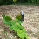 Mars Seedless Grape 3 Gal Healthy Vine Plants Vines Plant Sweet Grapes Vineyards Mars Seedless Grape 3 Gal Healthy Vine Plants Vines Plant Sweet Grapes Vineyards