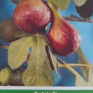 KADOTA FIG TREE 4-6 Ft. Live Plant Fruit Trees Healthy Figs Plants Home Garden