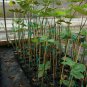 KADOTA FIG TREE 4-6 Ft. Live Plant Fruit Trees Healthy Figs Plants Home Garden