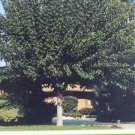 FRUITLESS MULBERRY 4-6 FT Tree live Healthy Plants easy grow plant trees Berry FRUITLESS MULBERRY 4-6 FT Tree live Healthy Plants easy grow plant trees Berry