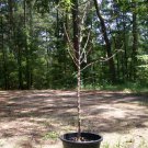 4' Live Nonpareil Almond Nut Tree 5 Gal. Trees Plants Nuts Ship to all 50 States 4' Live Nonpareil Almond Nut Tree 5 Gal. Trees Plants Nuts Ship to all 50 States