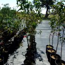 DESERT DELIGHT NECTARINE 4-6 Ft Tree Zone 7-10 Fruit Trees Plant Nectarines NOW!