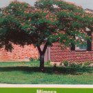 MIMOSA Tree 4-6 Ft Live Flowering Shade Trees BEAUTIFUL Home Silk Tree Plants