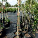 October Glory Red Maple 4'-6' Trees Very Fast Growing Shade Tree Fall Color Plan