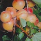 MOORPARK APRICOT 4-6 FT TREE Healthy Fruit Trees Plant Sweet Juicy Apricots NOW! MOORPARK APRICOT 4-6 FT TREE Healthy Fruit Trees Plant Sweet Juicy Apricots NOW!