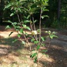 4'-6' Live EIN SHEMER Apple Fruit Tree 5 G Trees Plants Grow Apples FREE RECIPE!