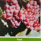 Reliance Seedless Grape 1 Gal. Vine Plants Vines Plant Grapes Vineyards Garden