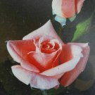 Sonia Grandiflora Rose 2 Gal. Pink Coral Bush Plants Shrub Live Plant Fine Roses Sonia Grandiflora Rose 2 Gal. Pink Coral Bush Plants Shrub Live Plant Fine Roses